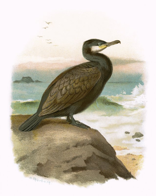 Cormorant by English School