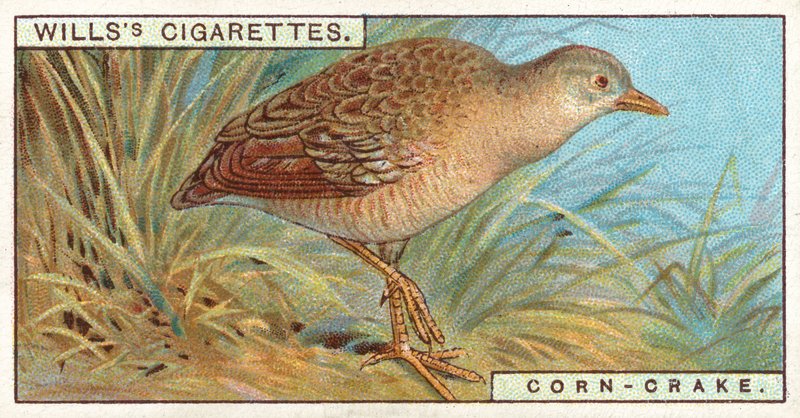 Corn Crake by English School