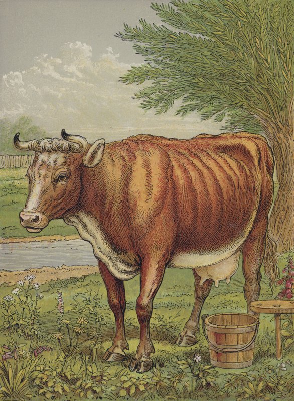 Cow by English School