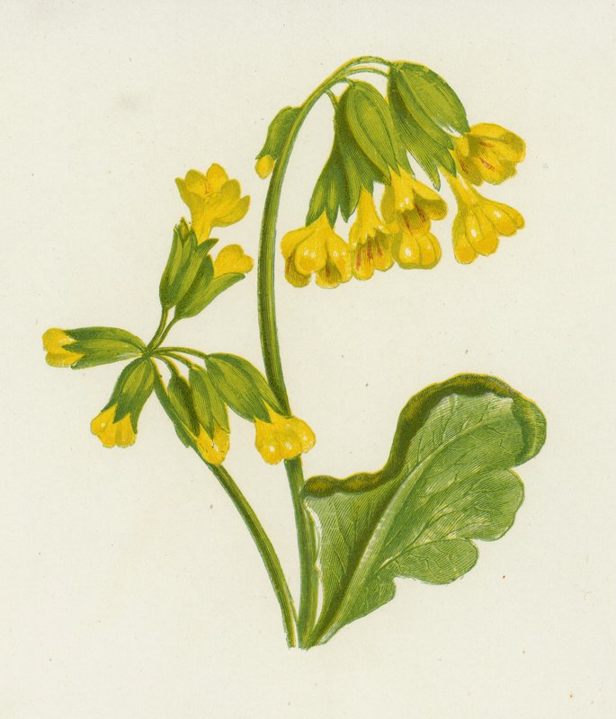 Cowslip, Primula Veris by English School
