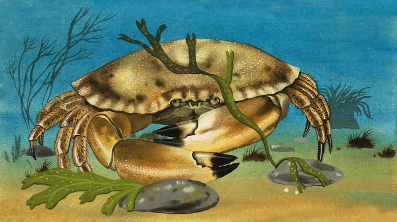Crab by English School