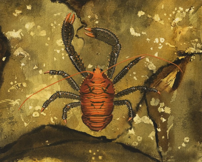 Crab by English School