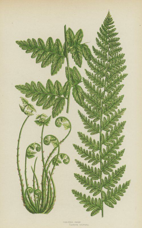 Crested Fern by English School