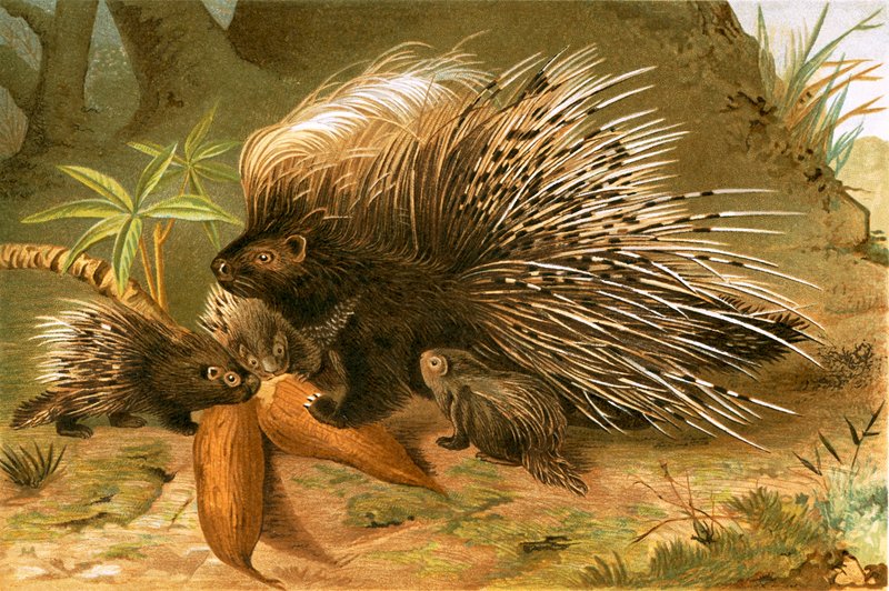 Crested Porcupine by English School