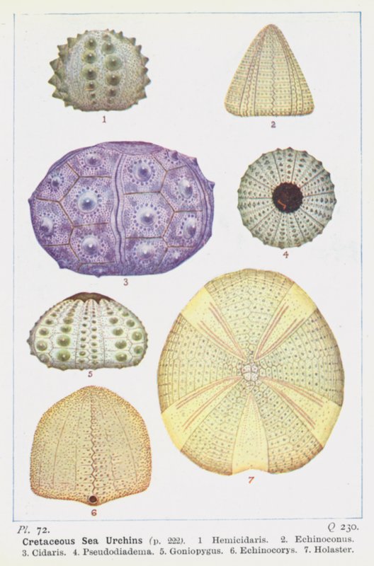 Cretaceous Sea Urchins by English School