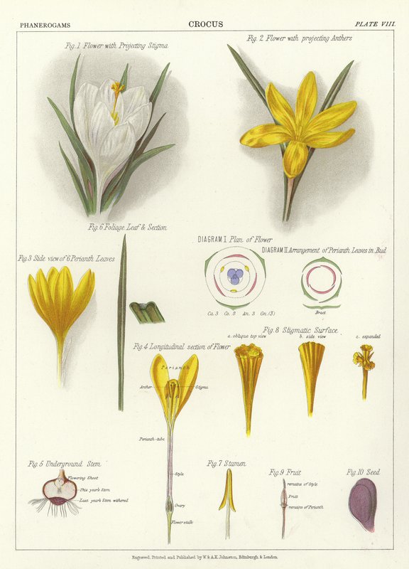 Crocus by English School