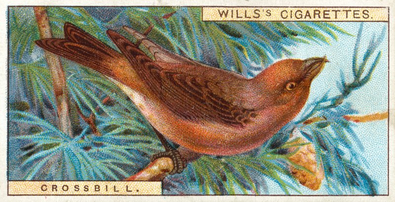 Crossbill by English School