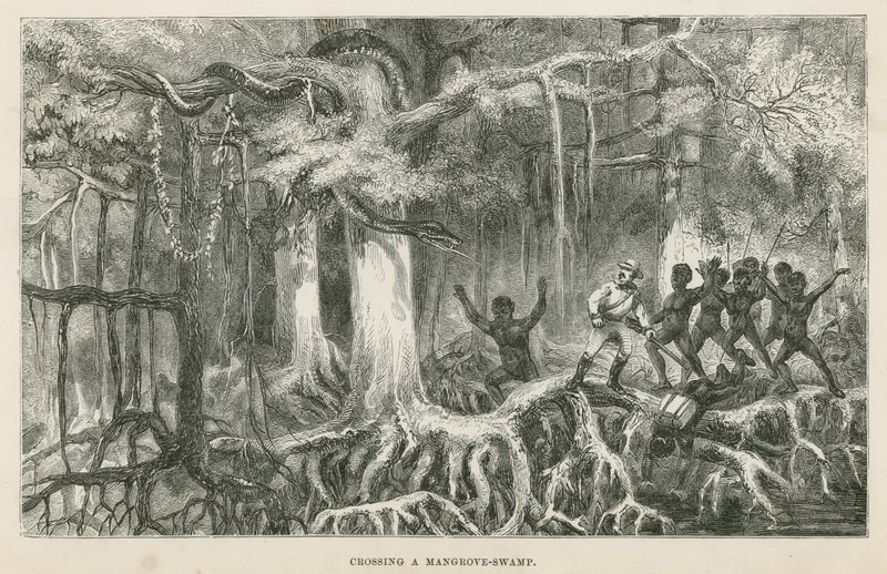 Crossing a mangrove swamp by English School