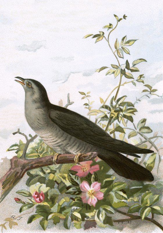 Cuckoo by English School