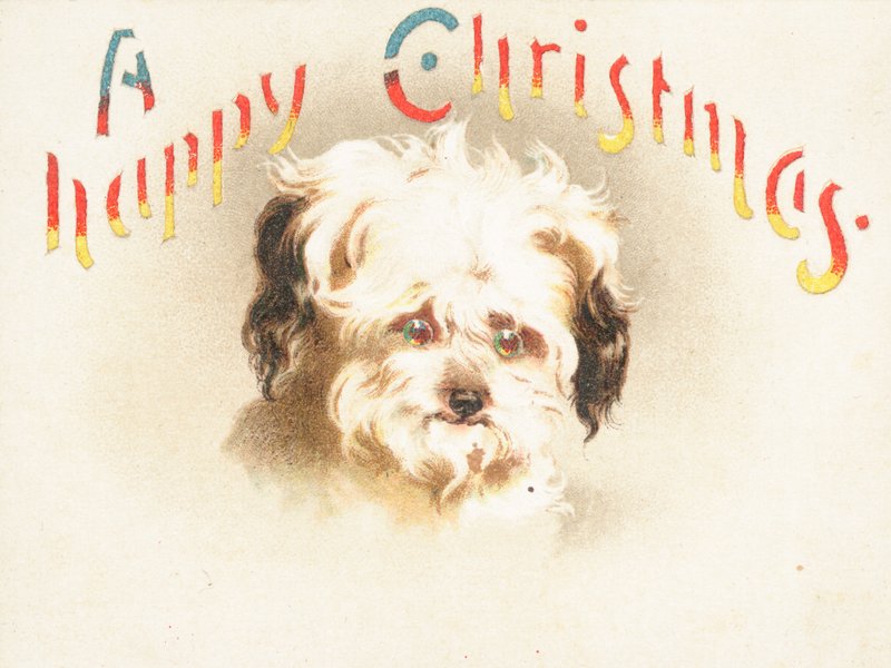 Cute Dog! by English School