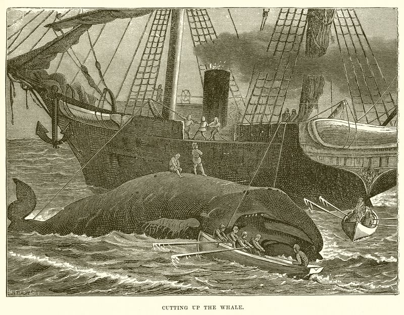 Cutting up the Whale by English School