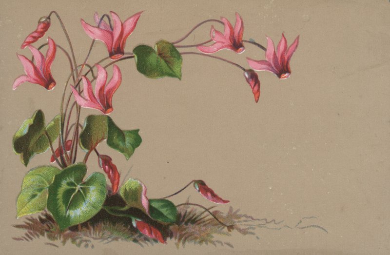 Cyclamen by English School