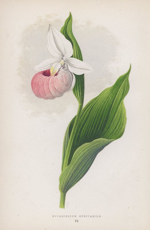 Cypripedium Spectabile by English School