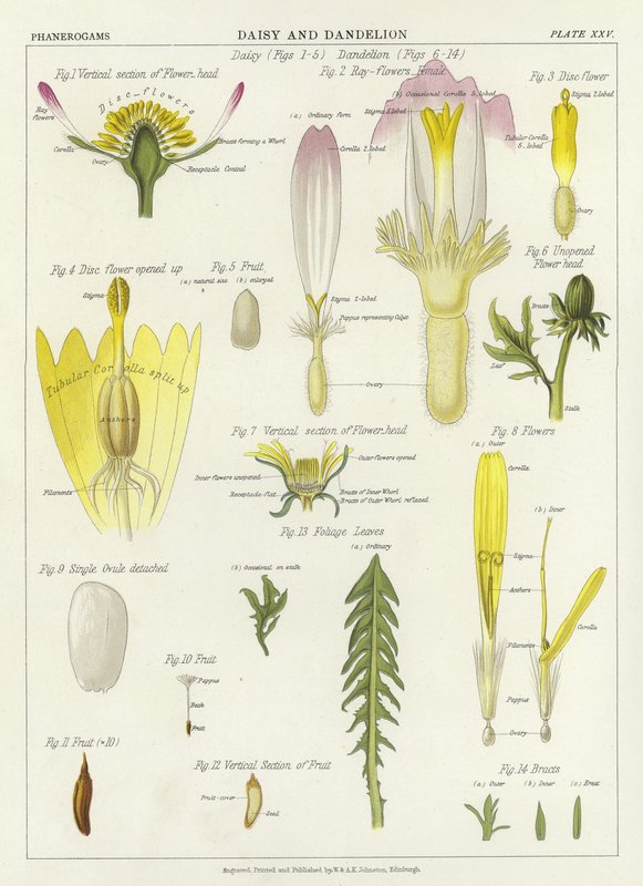 Daisy and Dandelion by English School