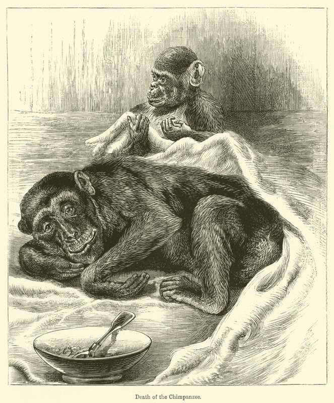 Death of the Chimpanzee by English School
