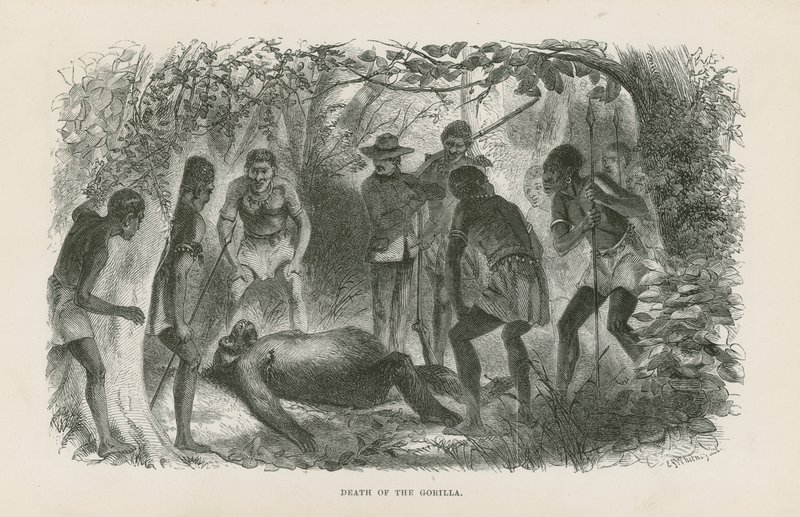 Death of the Gorilla by English School