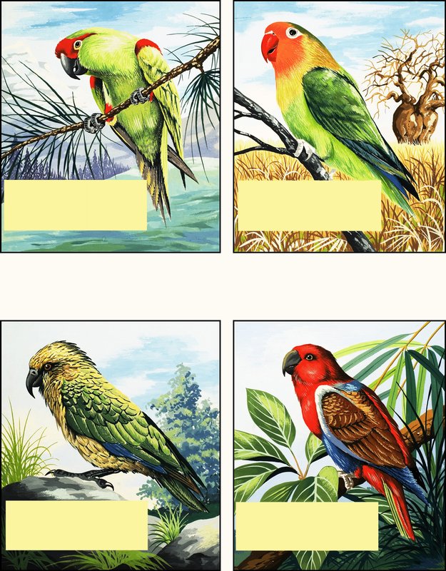 Different Kinds of Parrots by English School
