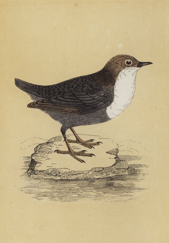 Dipper by English School