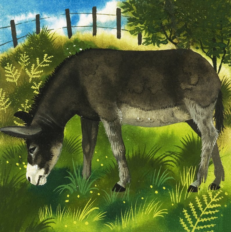 Donkey by English School