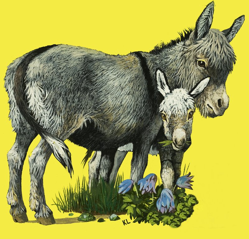 Donkey and donkey foal by English School