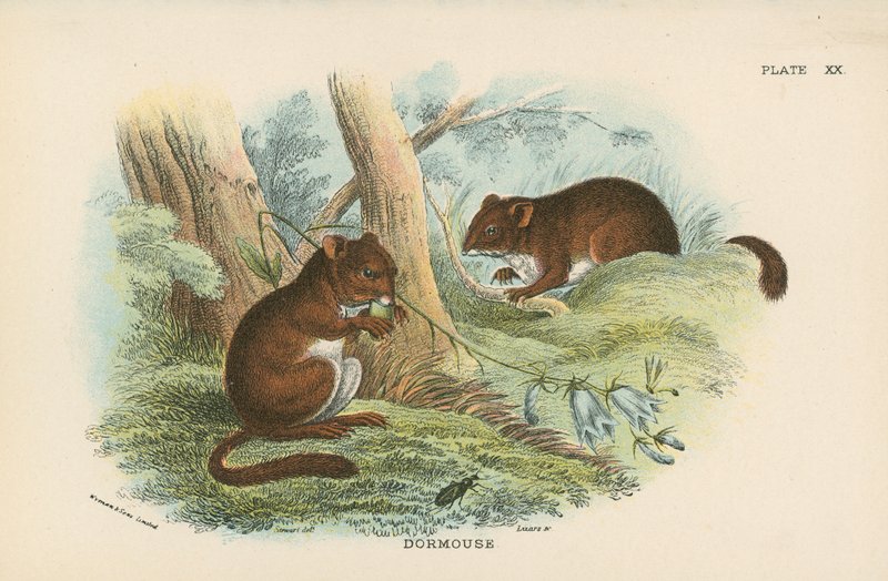 Dormouse by English School