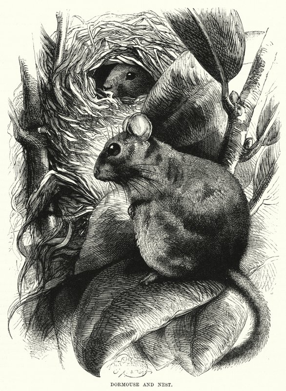 Dormouse and Nest by English School