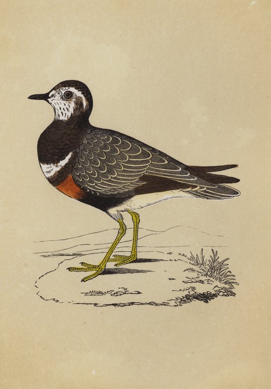 Dotterel by English School