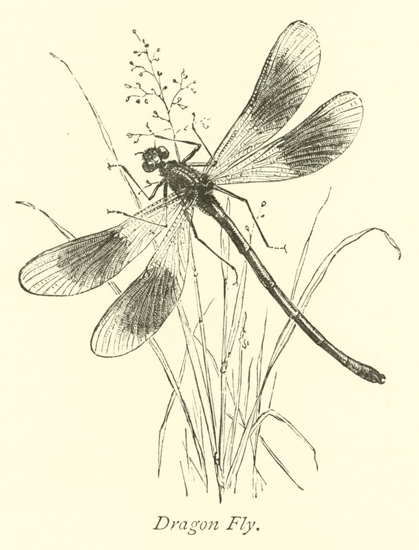 Dragon Fly by English School