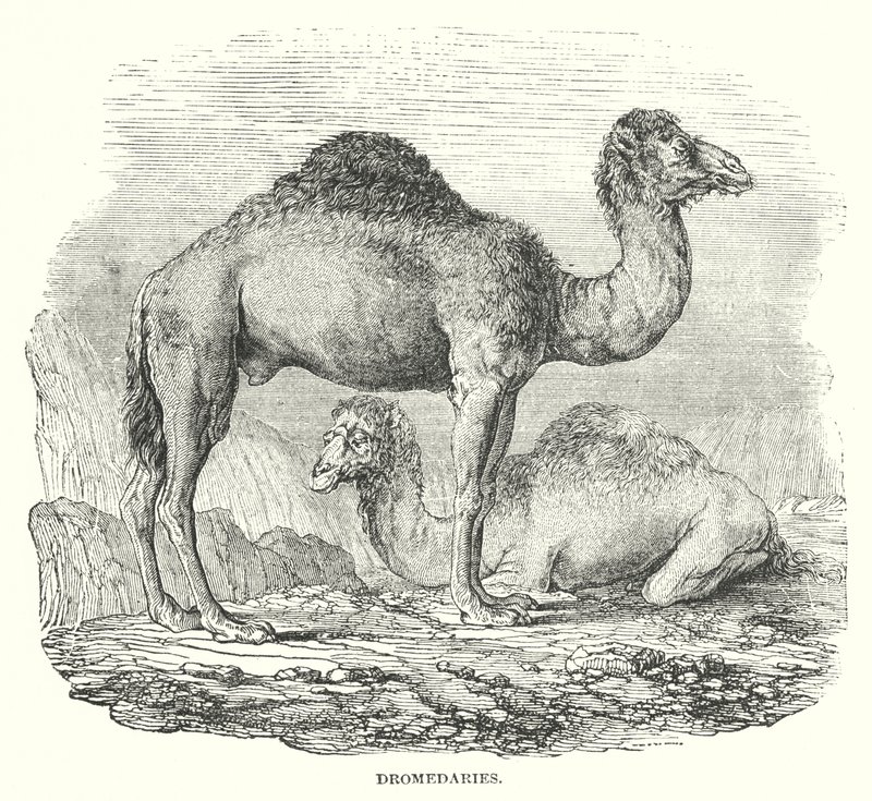 Dromedaries by English School