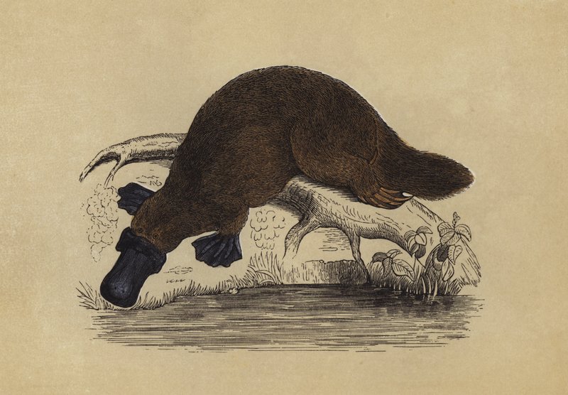 Duck-Billed Platypus by English School