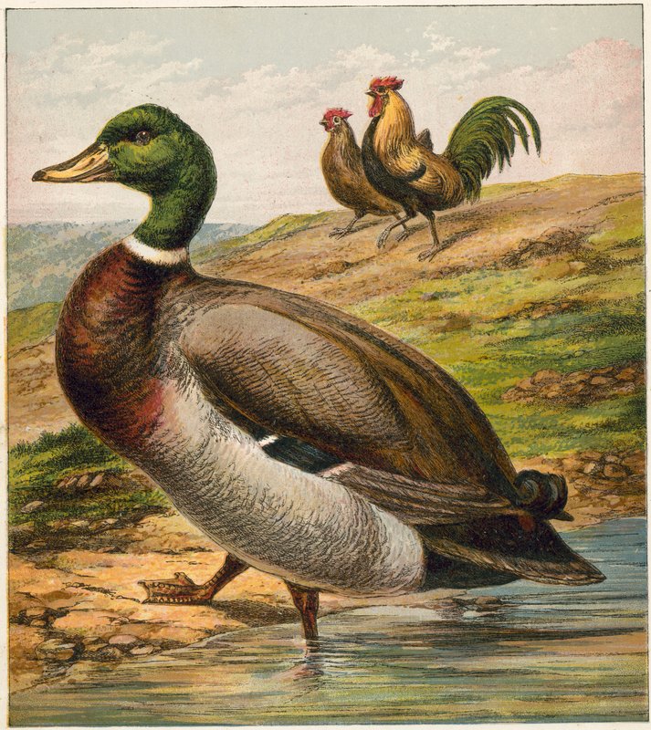 Duck by English School