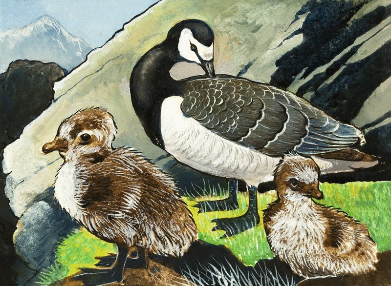 Duck and Ducklings by English School