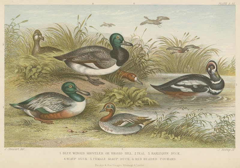 Ducks by English School