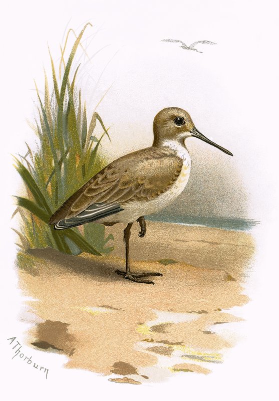 Dunlin by English School