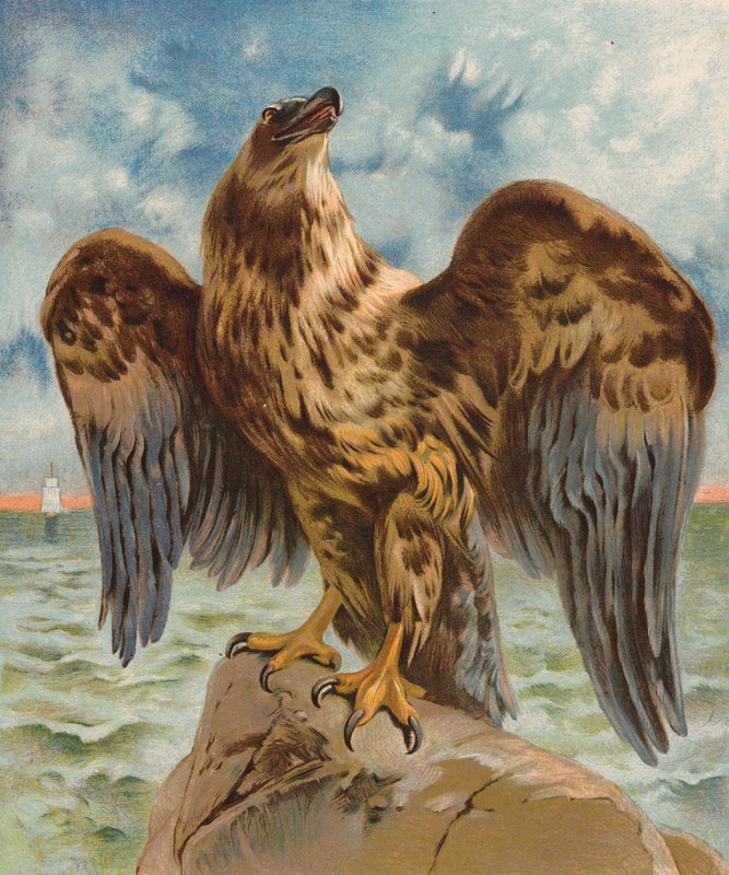 Eagle by English School