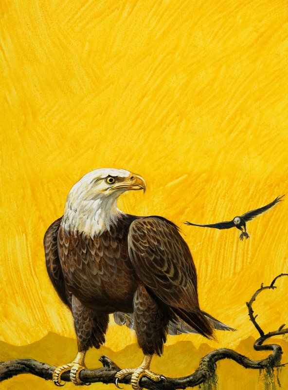 Eagle by English School