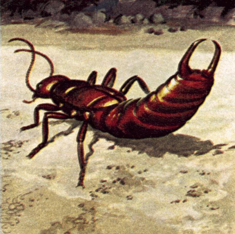 Earwig by English School