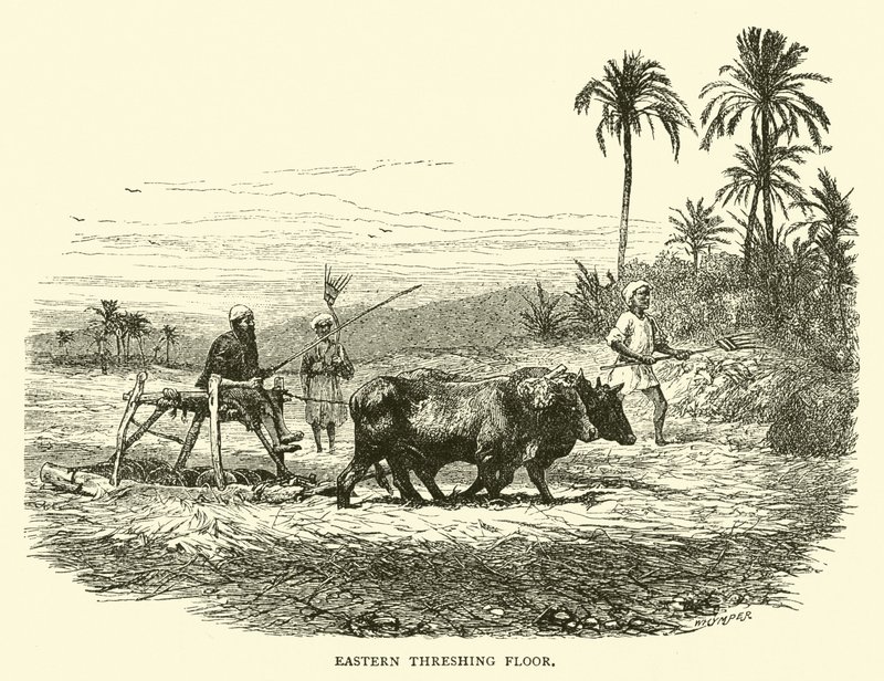 Eastern threshing floor by English School