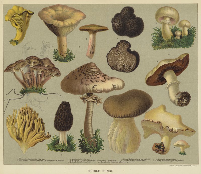 Edible Fungi by English School