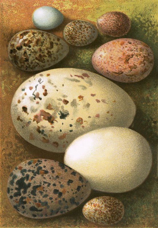 Eggs by English School