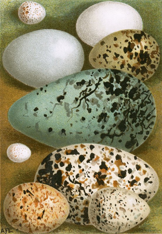 Eggs by English School