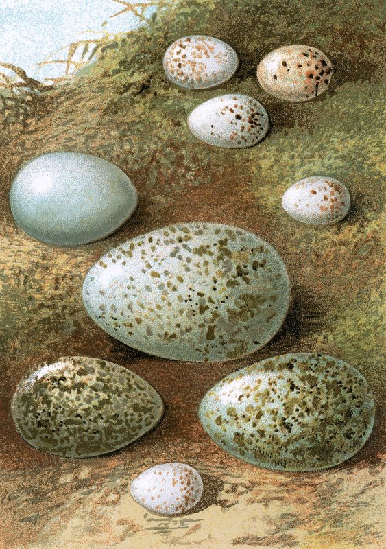 Eggs by English School