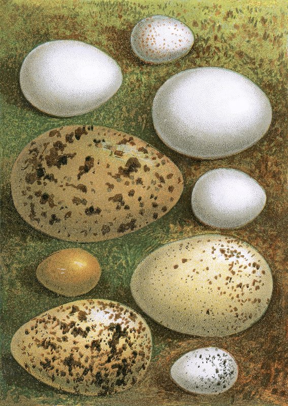 Eggs by English School