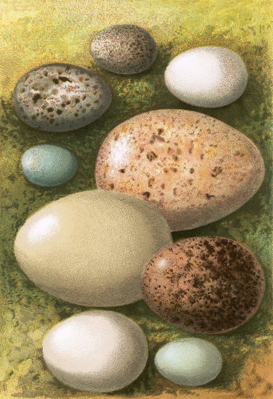 Eggs by English School