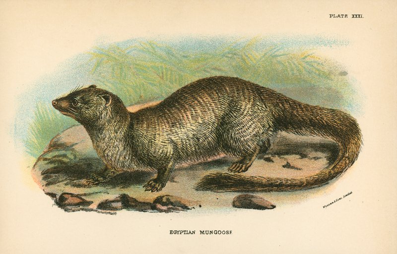 Egyptian Mongoose by English School