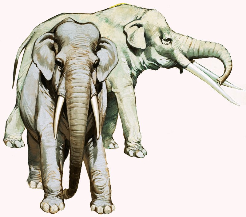 Elephants by English School