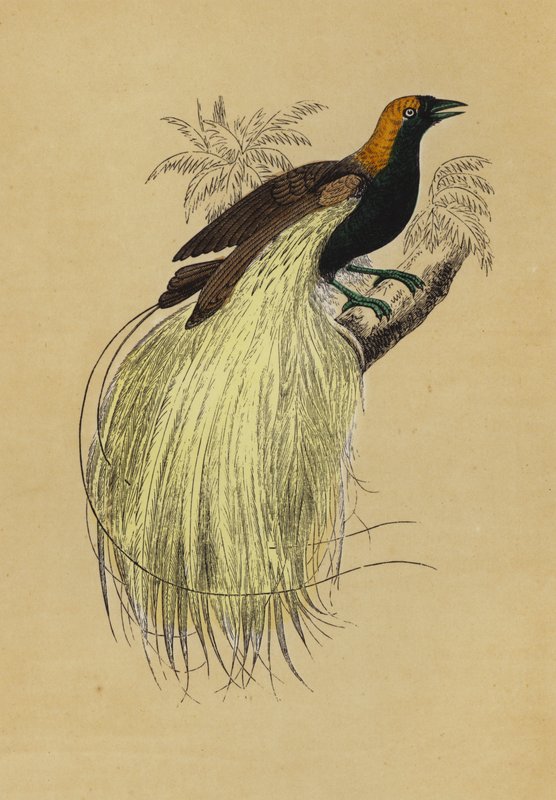 Emerald Bird of Paradise by English School