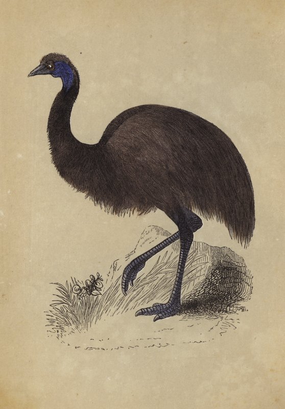 Emu by English School
