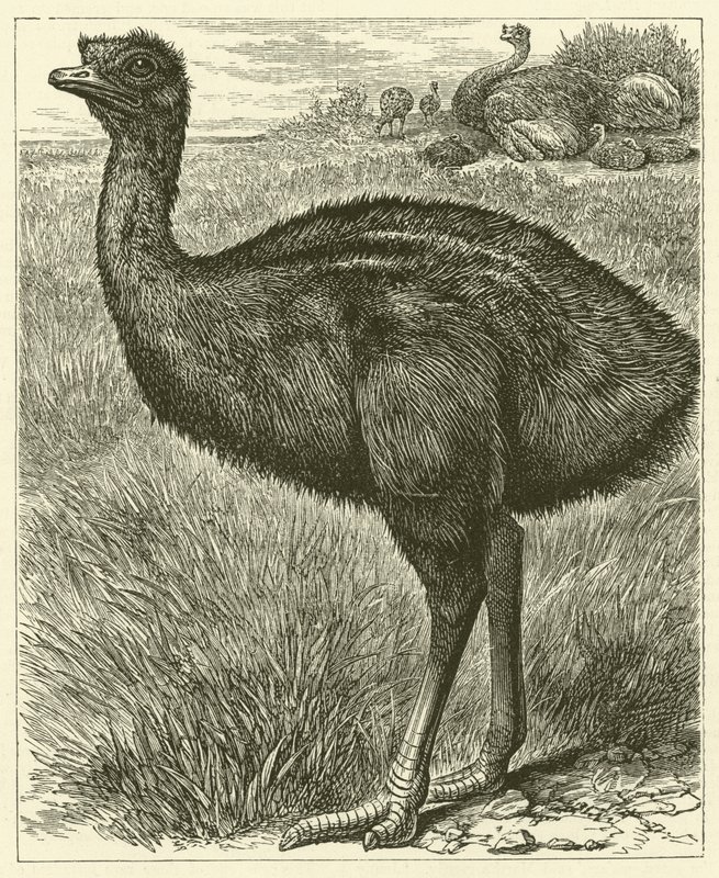 Emu by English School