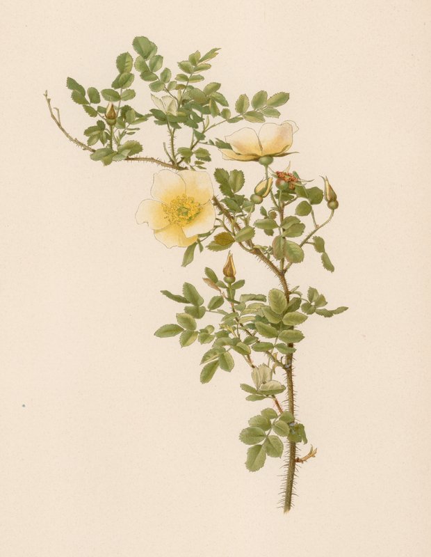 English Rose by English School